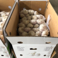 China normal white garlic wholesale price, fresh garlic new crop export